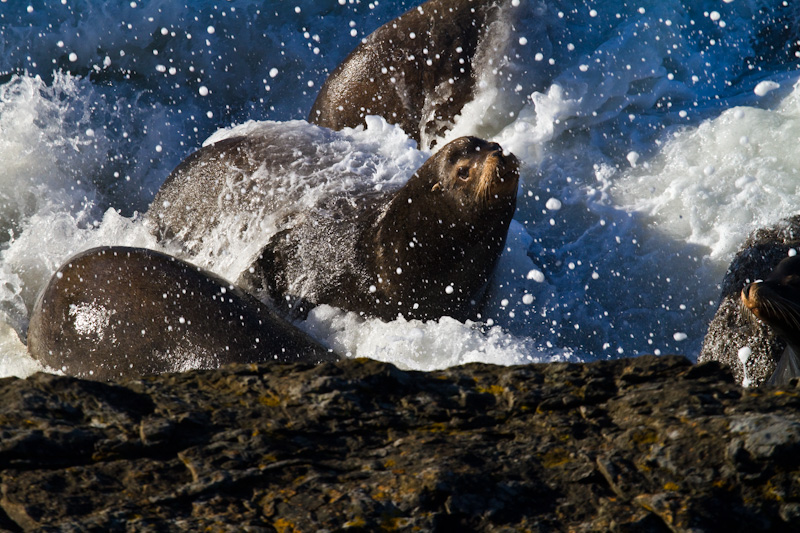 California Sea Lion In Surf